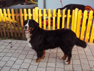 Hunde 037kl02