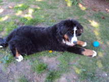 Akira. Traut sich wohl keiner an den Ball.....