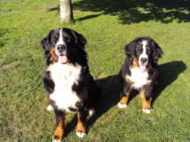 Links Yule, rechts Akira.