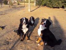 Vilou, Akira und Yule. (von link`s)