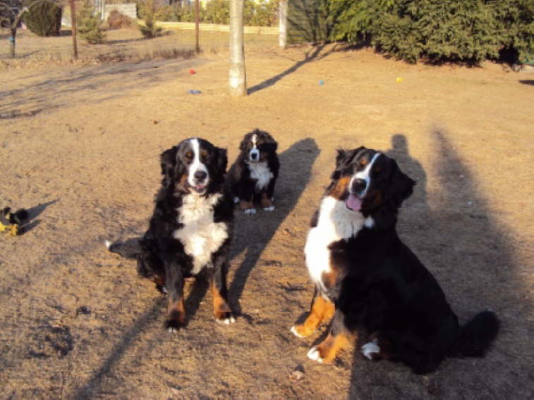 Vilou, Akira und Yule. (von link`s)