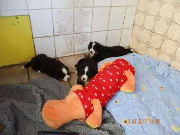 Wir sind jetzt 5 Wochen alt.