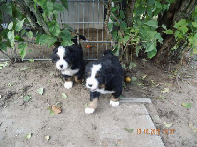 Links Elvis, rechts Eros.