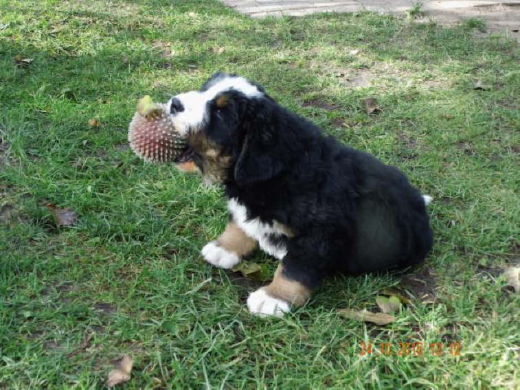 Eros: Ich hab den Ball.