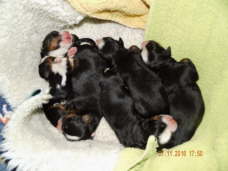 G-Wurf 
