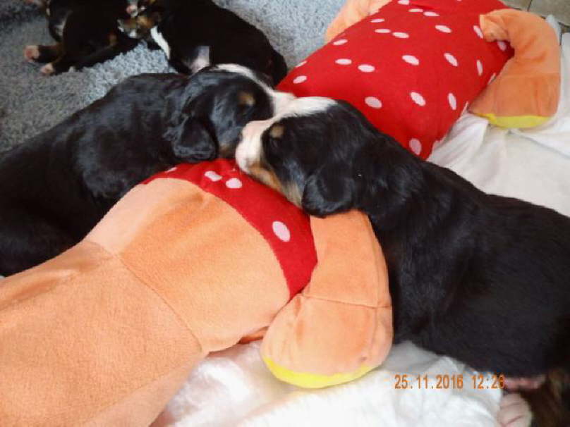 Wir sind 2 Wochen alt.