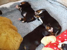 Wir sind 2 Wochen alt.