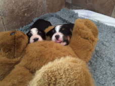 Die 2 M�dels und Gustaf.