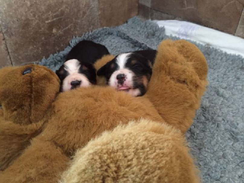 Die 2 M�dels und Gustaf.
