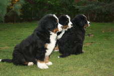 Elvis, Eros, Eddy.