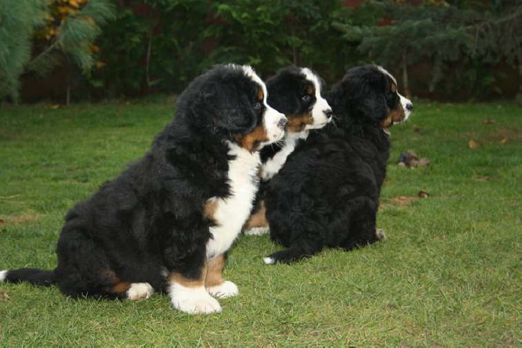 Elvis, Eros, Eddy.