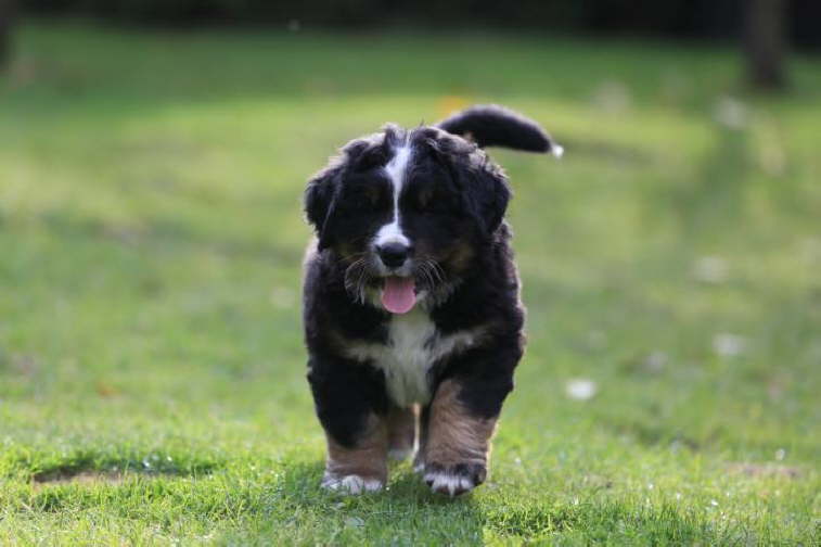 Enzo, 11kg.