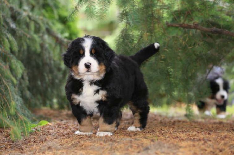 Elsa, 10kg.