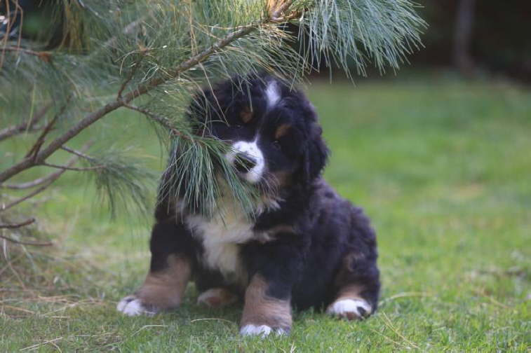 Elli, 10kg.