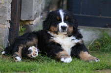Eddy, 11kg.