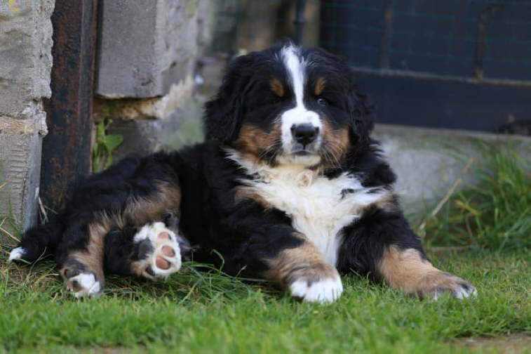 Eddy, 11kg.