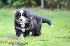 Emma, 10kg.