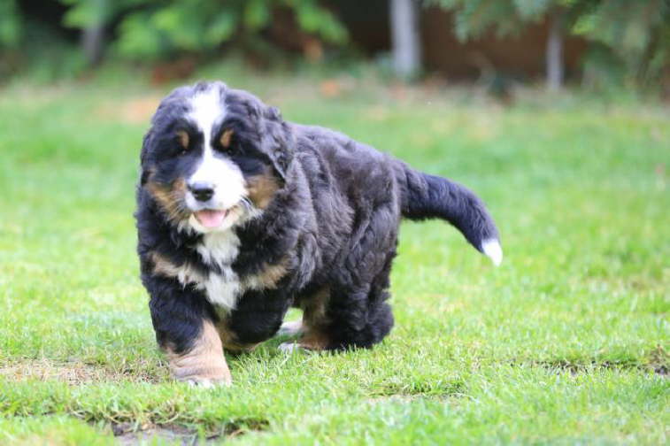 Emma, 10kg.
