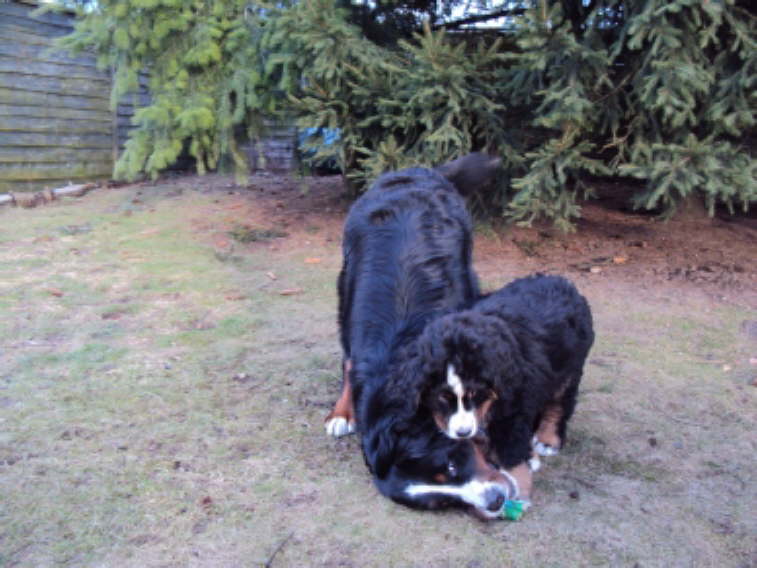 Yule und Akira