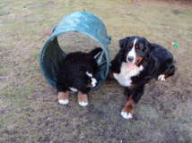Yule und Akira